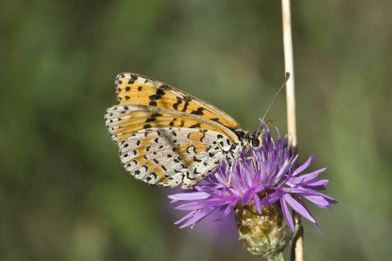 La solita Melitaea Didyma?